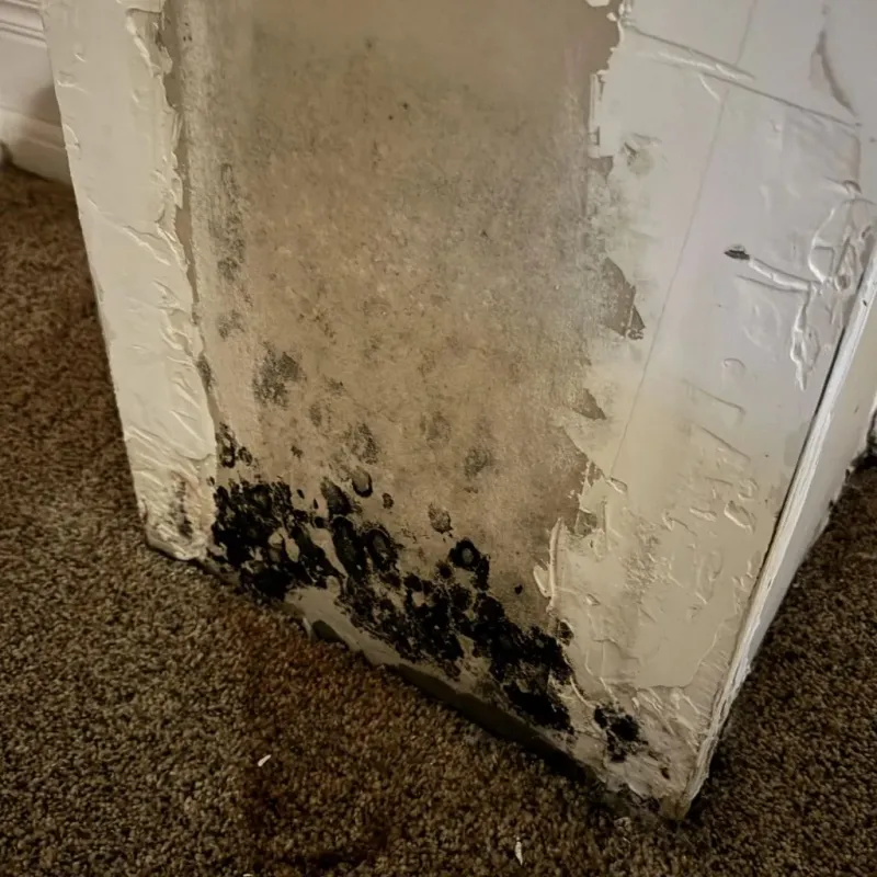 Professional Mold Removal in Mexia, TX